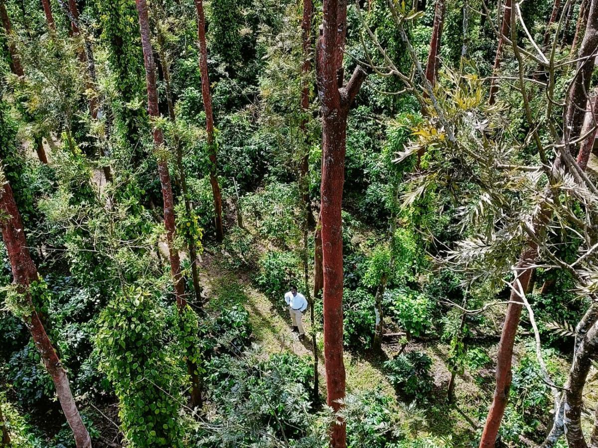 Coffee Grove Resort จิกมากาลูร์ ภายนอก รูปภาพ